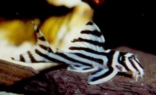 Hypancistrus zebra